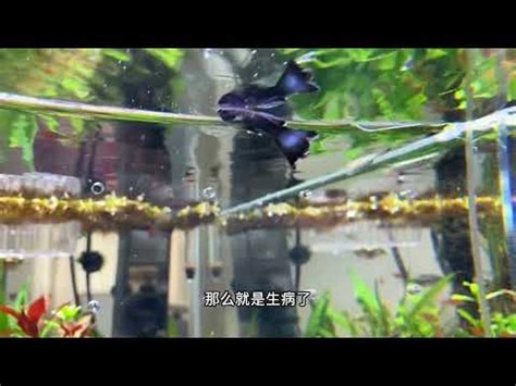 魚死掉怎麼處理|魚缸里的魚死了，撈出來後，後面的程序你知道嗎？